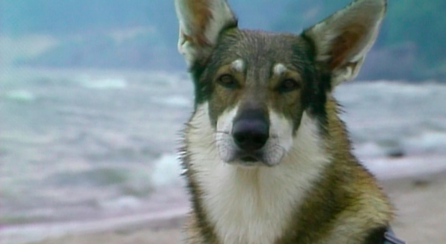 The Littlest Hobo
