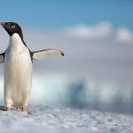 Disneynature Penguins Review