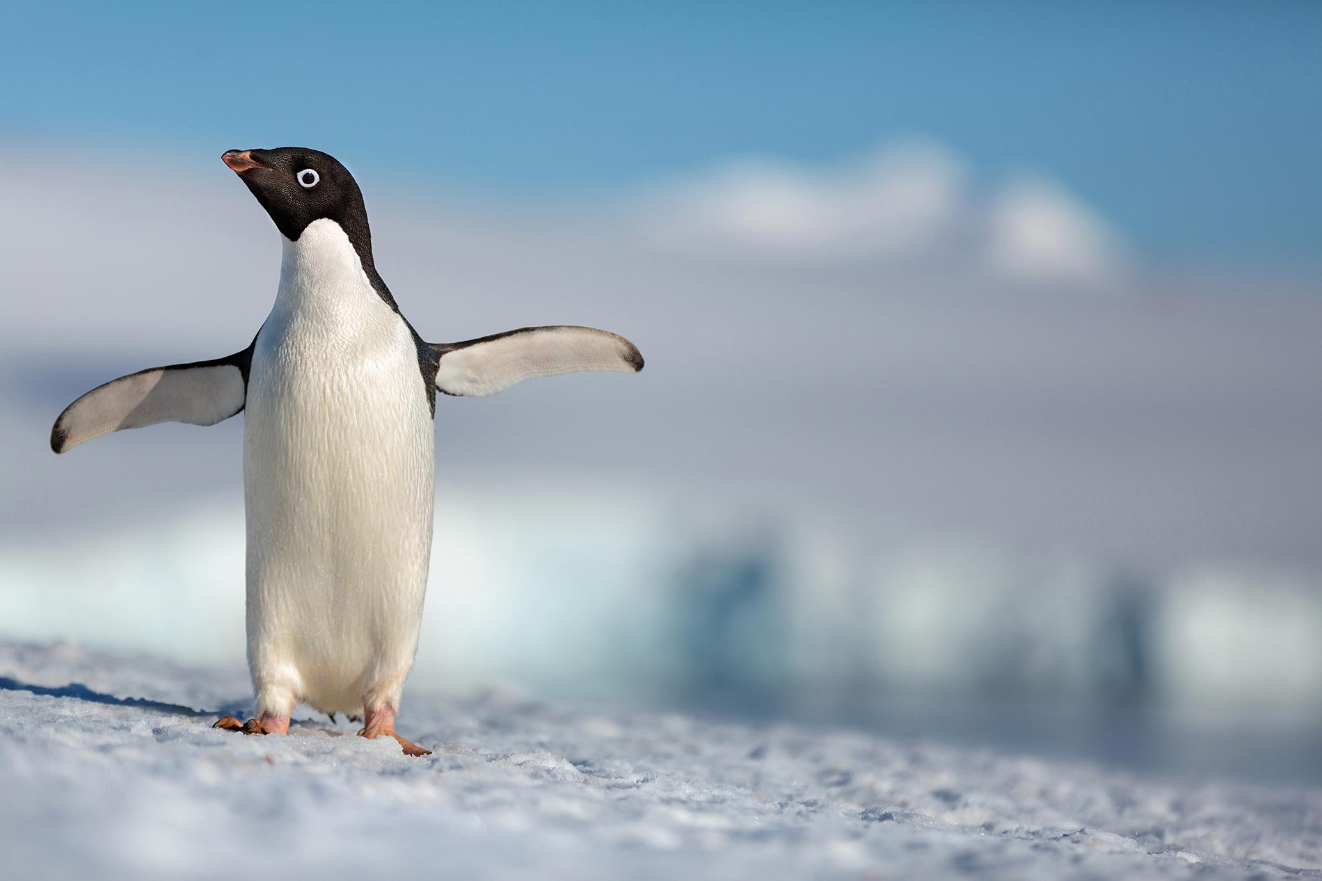 Disneynature Penguins Review
