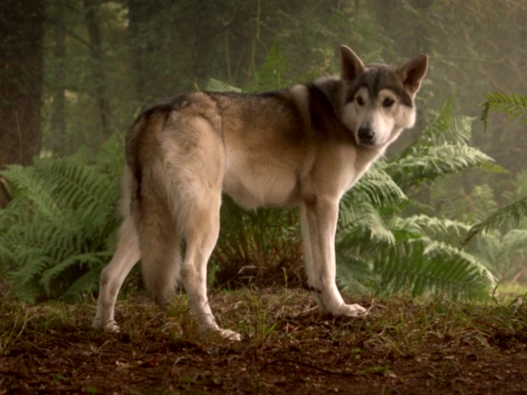 Game of Thrones Series Finale Nymeria