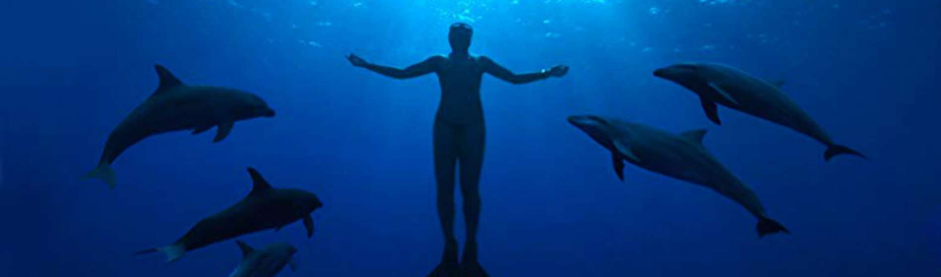 pif-the-cove