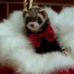 santas-little-ferrets-image-01