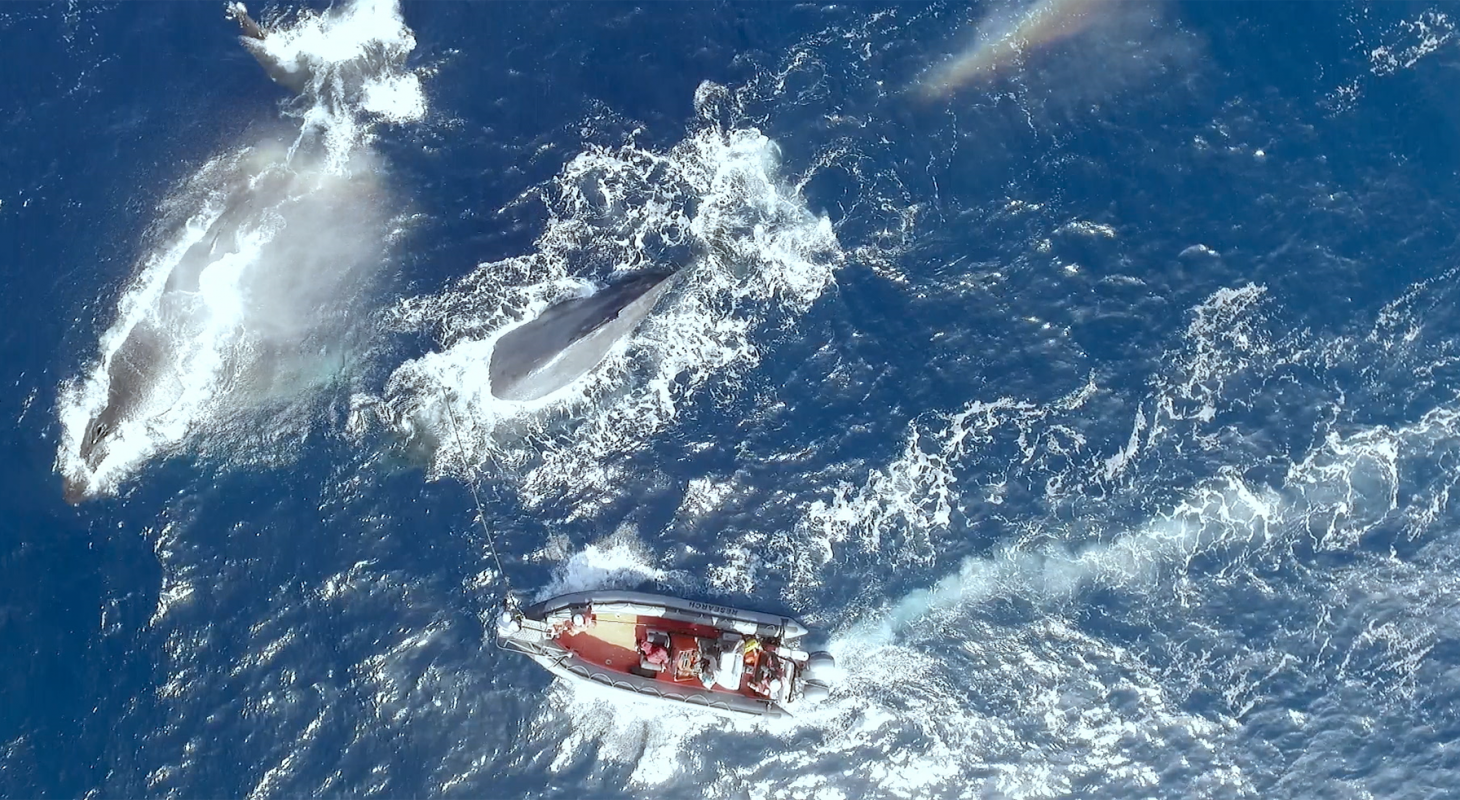 A scene from The Loneliest Whale: The Search for 52