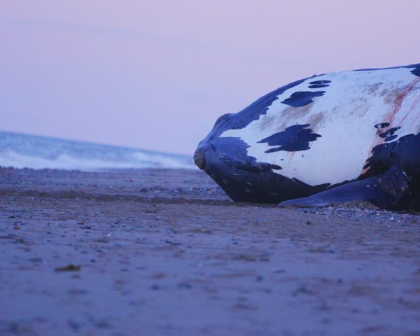 Nick Hawkins on a Canadian East Coast beach with a dead North Atlantic right whale. A scene from Last of the Right Whales.
