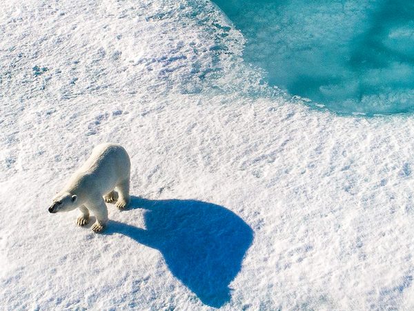 A Polar Bear in Arctic: Our Frozen Planet