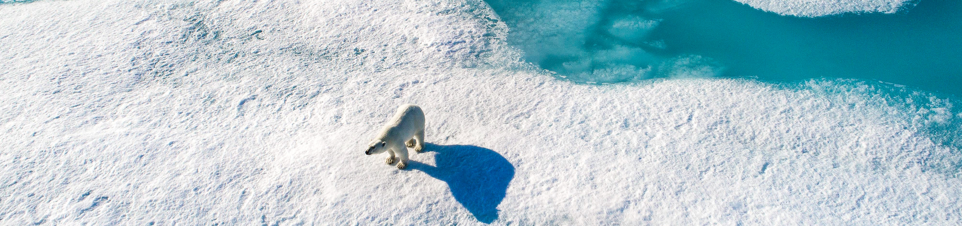 A Polar Bear in Arctic: Our Frozen Planet