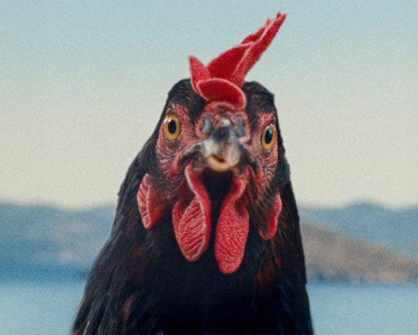 A hen is seen in close-up. It looks head-on at the camera