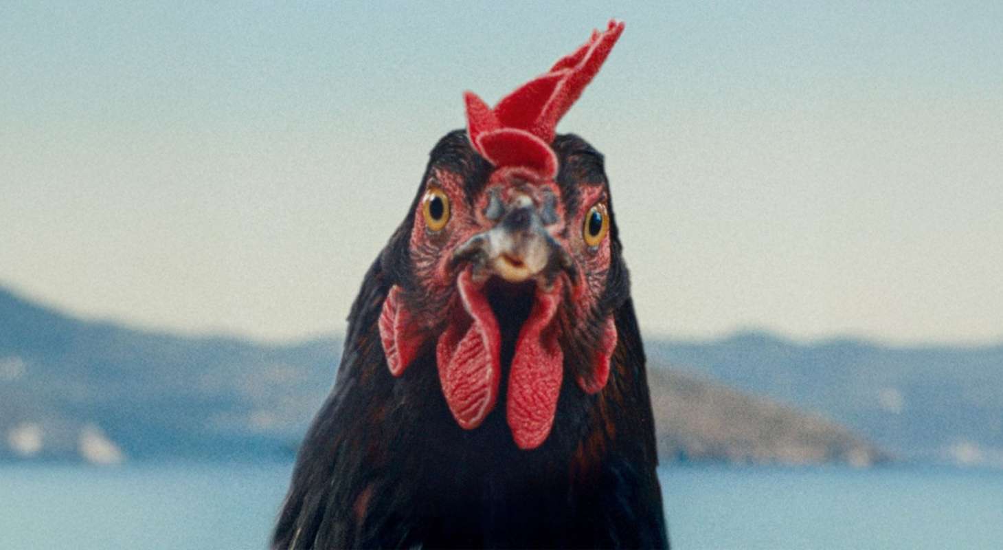 A hen is seen in close-up. It looks head-on at the camera