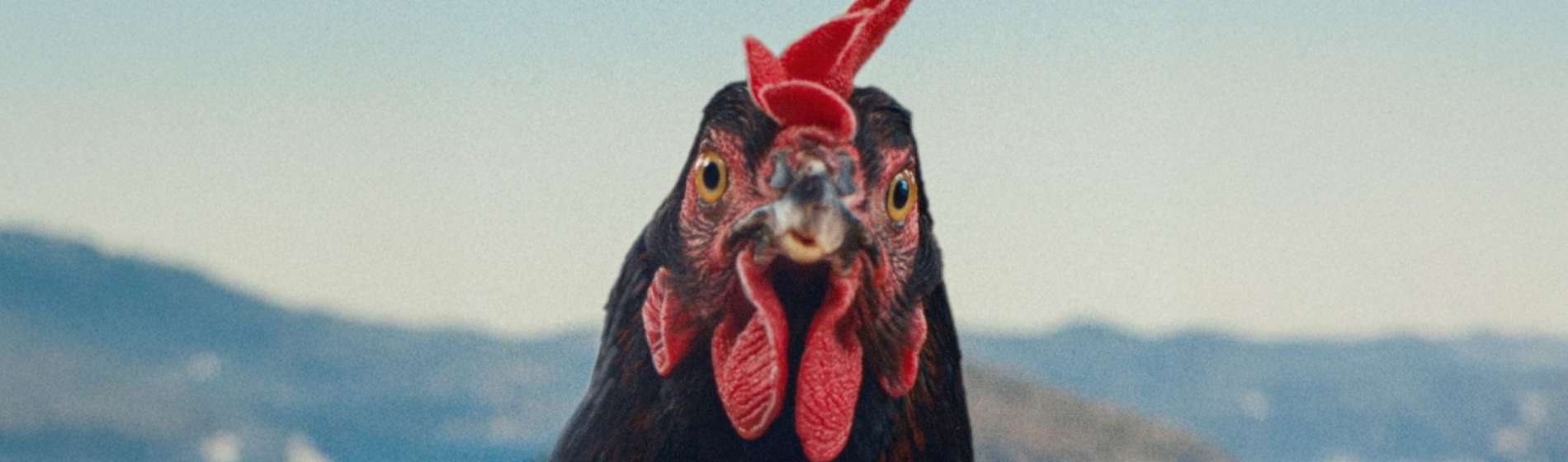 A hen is seen in close-up. It looks head-on at the camera