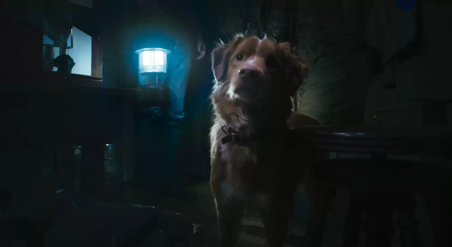 Good Boy