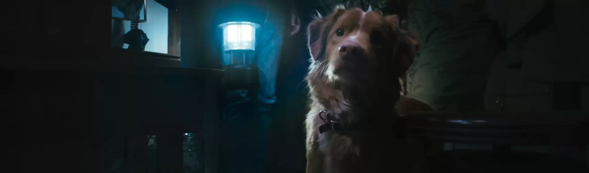 Good Boy