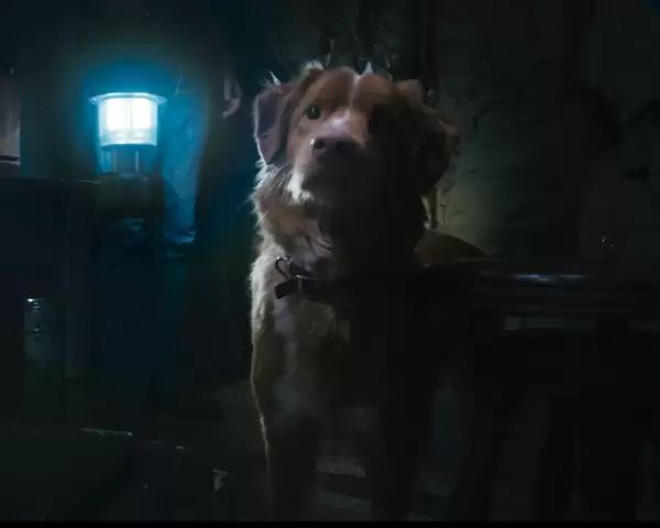 Good Boy